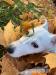 Jack Russel - Predaj