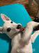 Jack Russel - Predaj