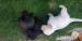 Labrador retrivr stenatka - Prodej