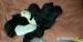 Labrador retrivr stenatka - Prodej