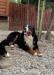 Berneński pies pasterski - szczeniaki - Sprzedaż