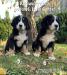 Berneński pies pasterski - szczeniaki - Sprzedaż