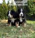 Berneński pies pasterski - szczeniaki - Sprzedaż