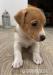 Jack russel terrier - Predaj