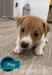 Jack russel terrier - Predaj