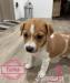 Jack russel terrier - Predaj