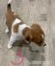 Jack russel terrier - Predaj