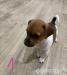 Jack russel terrier - Predaj