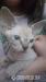 Kocourci Sphynx - Prodej