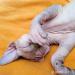 Kocourci Sphynx - Prodej