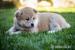 akita inu - Predaj