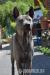 Thajský ridžbek Thai Ridgeback Dog s PP - Predaj