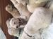 Labradoodle - Predaj