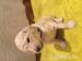 Labradoodle - Predaj