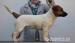 Jack Russell teriér s PP - Prodej