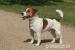 Jack Russell teriér s PP - Predaj