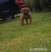 Dogue de Bordeaux - Prodej