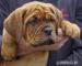 Dogue de Bordeaux - Prodej