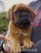 Dogue de Bordeaux - Prodej