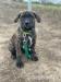Bandog - Predaj