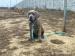 Bandog - Predaj