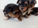 krásne šteniatka Yorkshire Terrier - Predaj