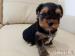 krásne šteniatka Yorkshire Terrier - Predaj