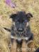 štěňátka německého ovčáka s PP - Prodej