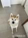 AkitaInu Rüde sucht neues Zuhause *WUFF* - Verkauf