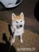 AkitaInu Rüde sucht neues Zuhause *WUFF* - Verkauf