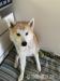 AkitaInu Rüde sucht neues Zuhause *WUFF* - Verkauf