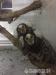 Sprzedam Marmozety  - Predaj