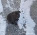Šteniatka Bandog  - Predaj