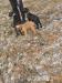 Šteniatka Bandog  - Predaj