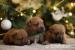 Norfolk Terrier - Prodej