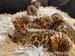 Koty Bengalskie EuforiaJust*PL - Sprzedaż