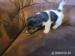 Jack Russell Teriér - Predaj