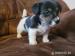 Jack Russell Teriér - Predaj