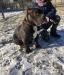 American Bully - Sprzedaż