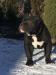 American Bully - Sprzedaż