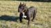 American Bully - Sprzedaż