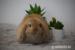 Króliczki mini lop  - Sprzedaż