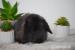 Króliczki mini lop  - Sprzedaż