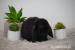 Króliczki mini lop  - Sprzedaż