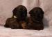 Briard - plavá štěňata - Prodej