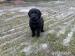 Labrador - 8 tyzdnove steniatka uz k odberu - Predaj