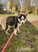 Siberian Husky - Verkauf