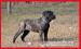 Cane corso - Eladás