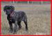 Cane corso - Eladás