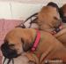 Bullmastiff šteniatka bez PP - Predaj